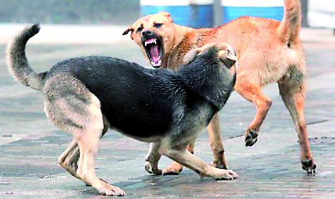 Cum ne apărăm de câini în cazul în care suntem atacaţi. Sfatul specialiștilor: &quot;Niciodată nu mă dau în spate. Niciodată fuga&quot;
