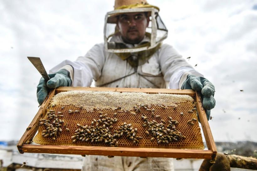 Salvați albinele și fermierii! O inițiativă cetățenească ce va rescrie utilizarea pesticidelor în UE