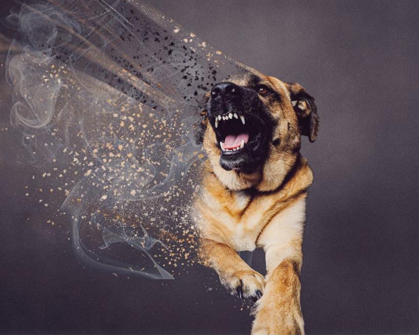 Cum te ferești de câinii agresivi