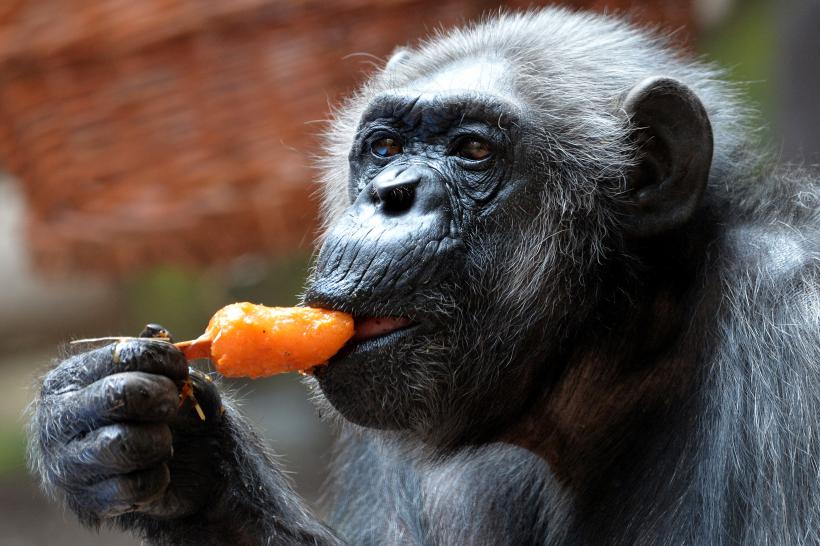 Despre oameni și maimuțe: gesturi, semnificație și interpretare