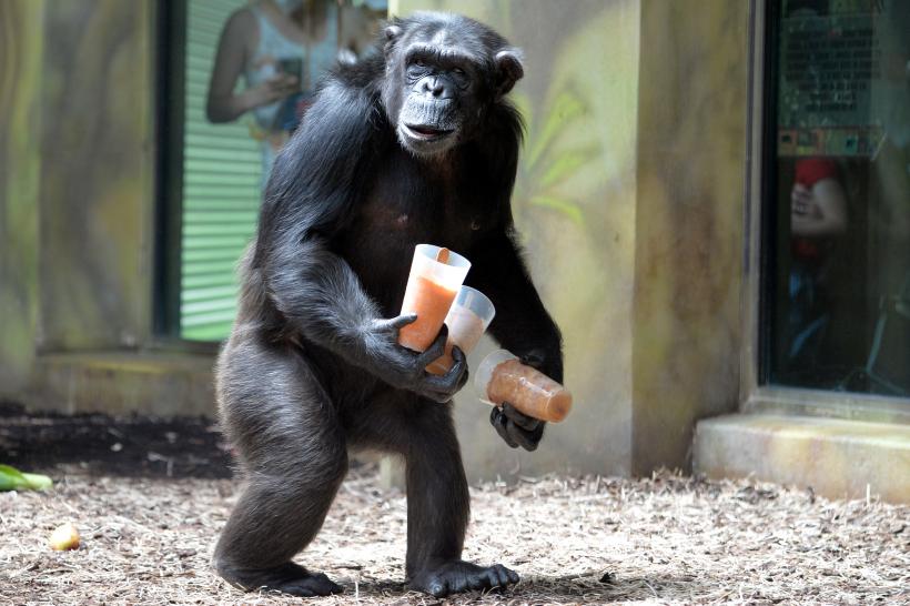 Despre oameni și maimuțe: gesturi, semnificație și interpretare 18822114