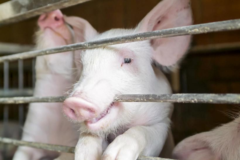 Răzbunare: Un porc a ucis măcelarul care se pregătea să-l sacrifice