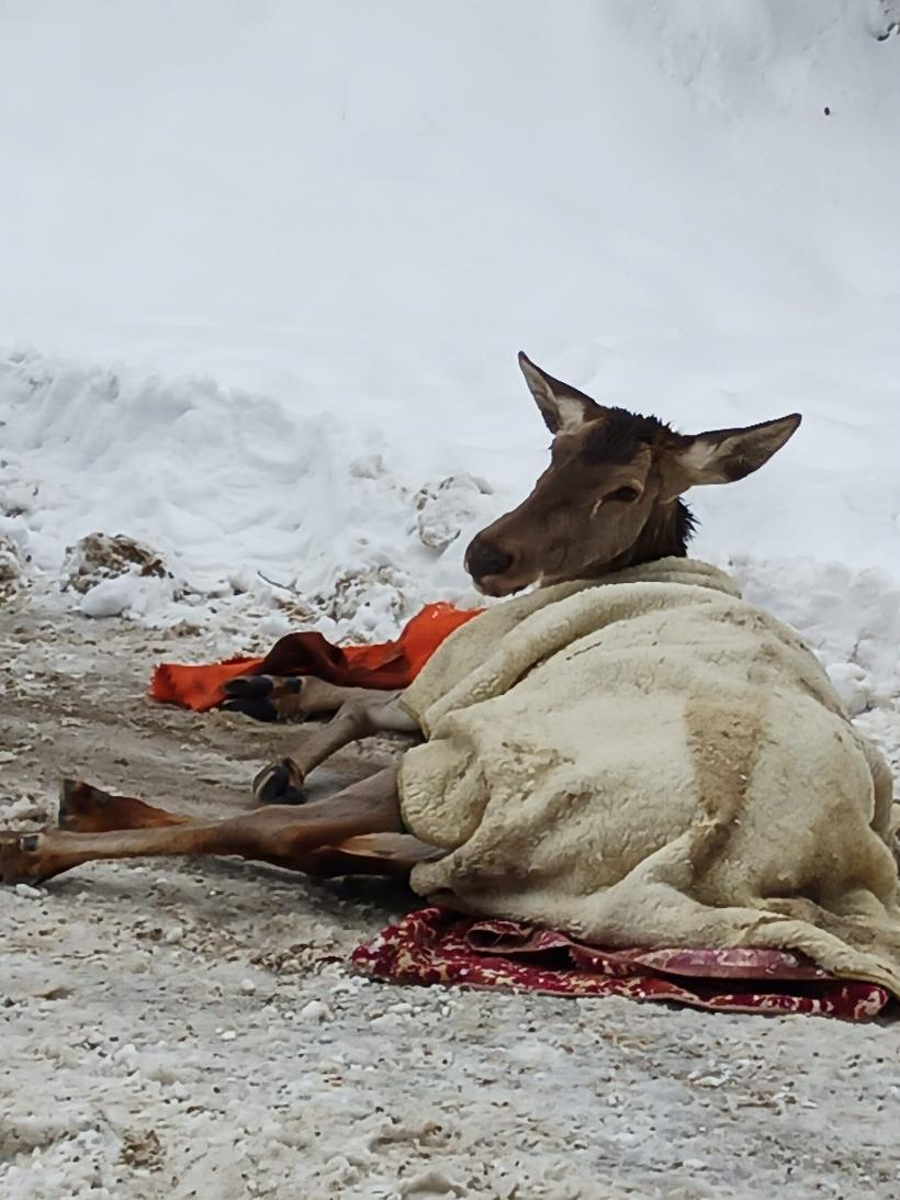 Video: Căprioară rănită, salvată de jandarmi și eliberată în pădure 18822881