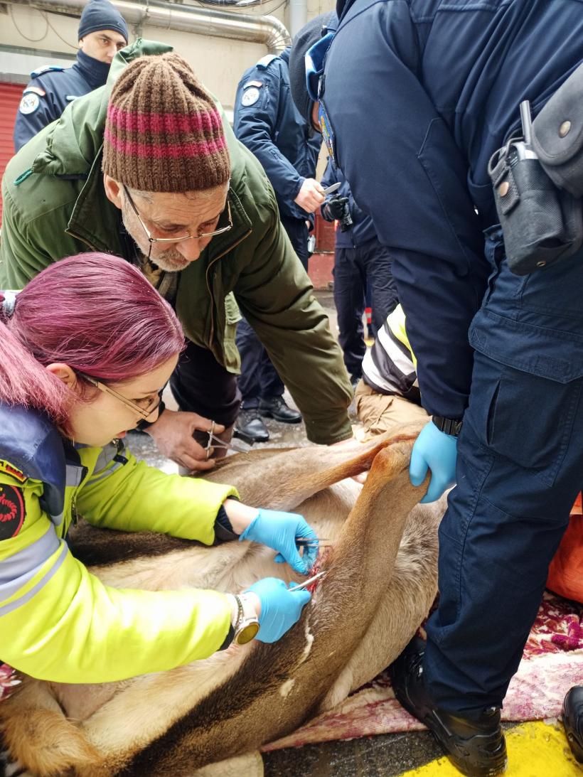Video: Căprioară rănită, salvată de jandarmi și eliberată în pădure 18822882