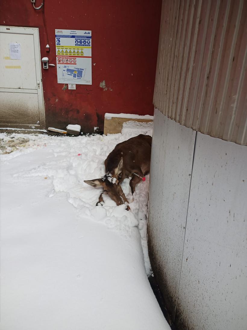 Video: Căprioară rănită, salvată de jandarmi și eliberată în pădure 18822883