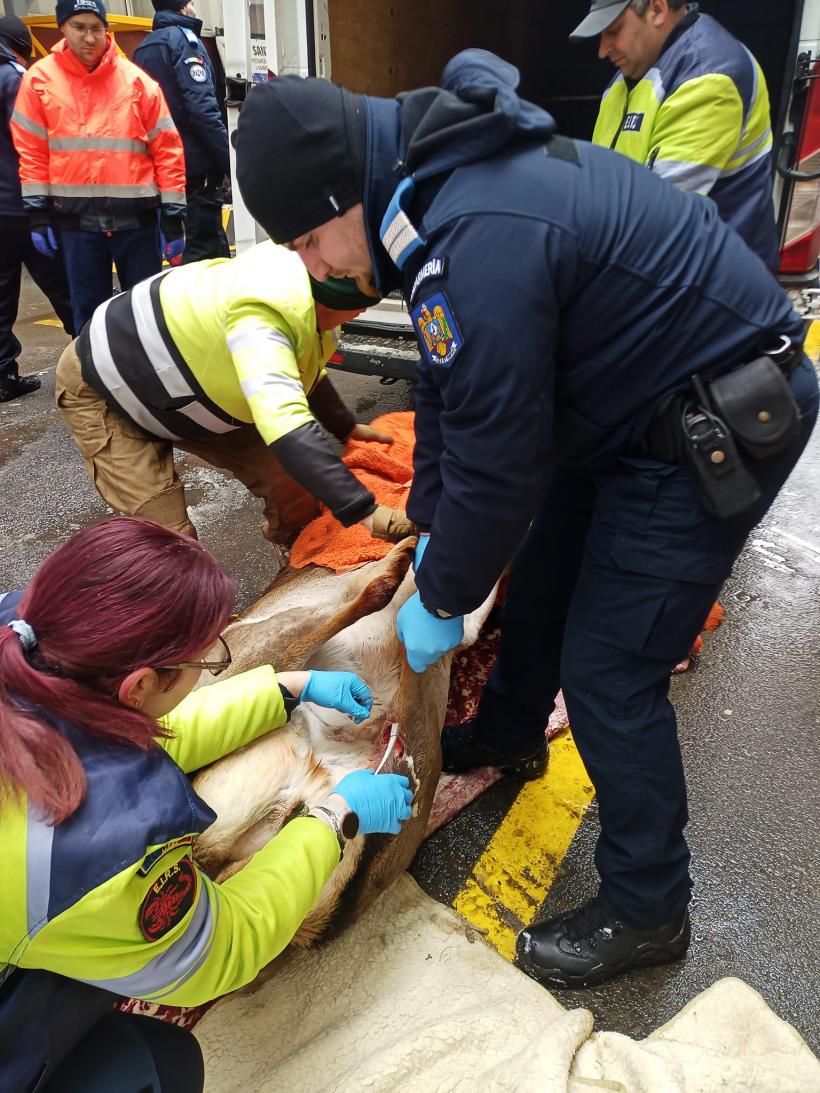 Video: Căprioară rănită, salvată de jandarmi și eliberată în pădure 18822884
