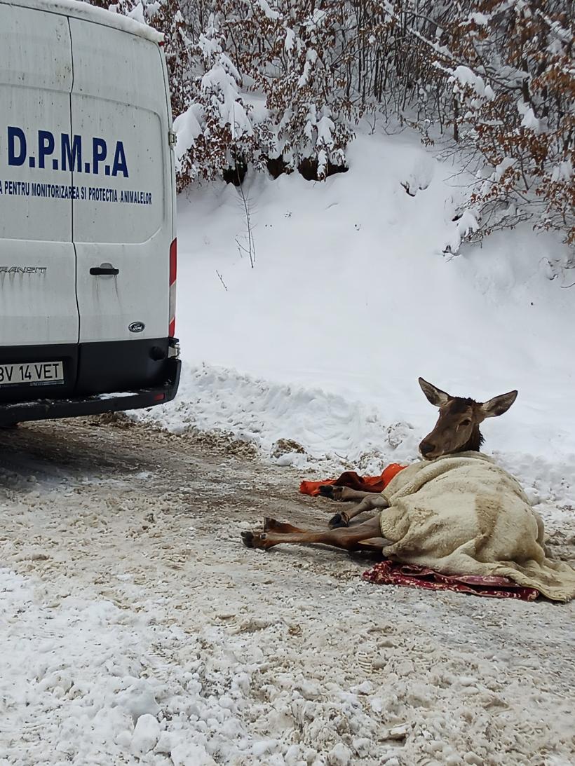 Video: Căprioară rănită, salvată de jandarmi și eliberată în pădure 18822885