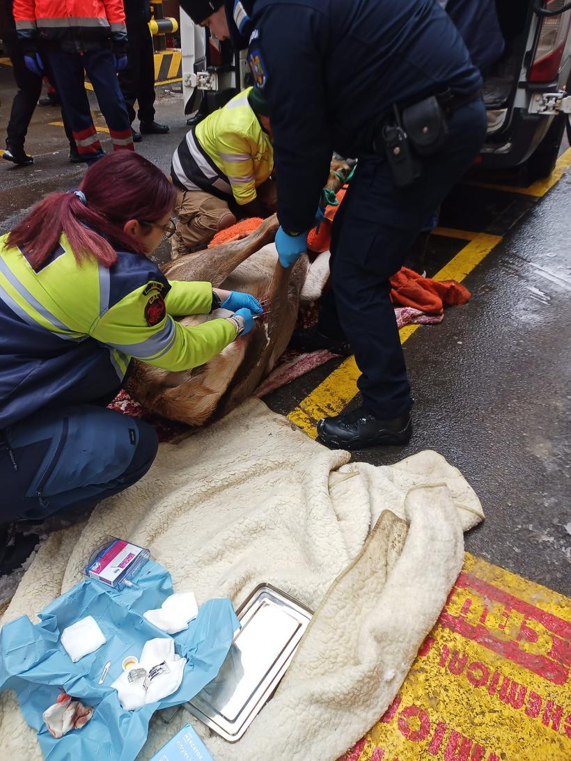 Video: Căprioară rănită, salvată de jandarmi și eliberată în pădure 18822886