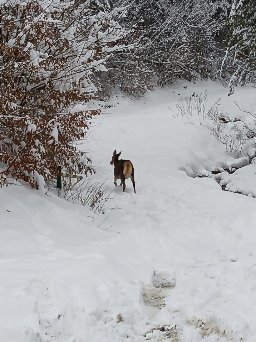 Video: Căprioară rănită, salvată de jandarmi și eliberată în pădure 18822887