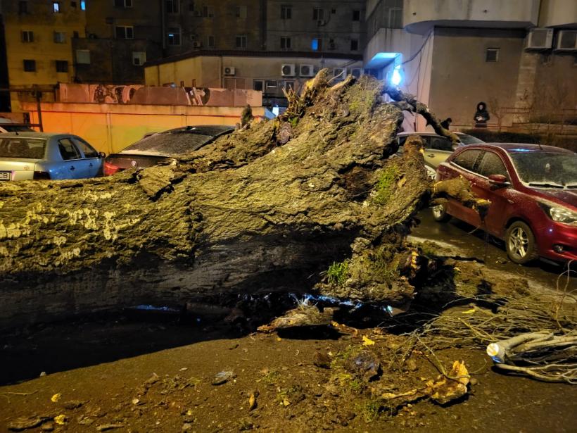 Un copac uriaș a căzut pe una dintre cele mai circulate străzi din Constanța
