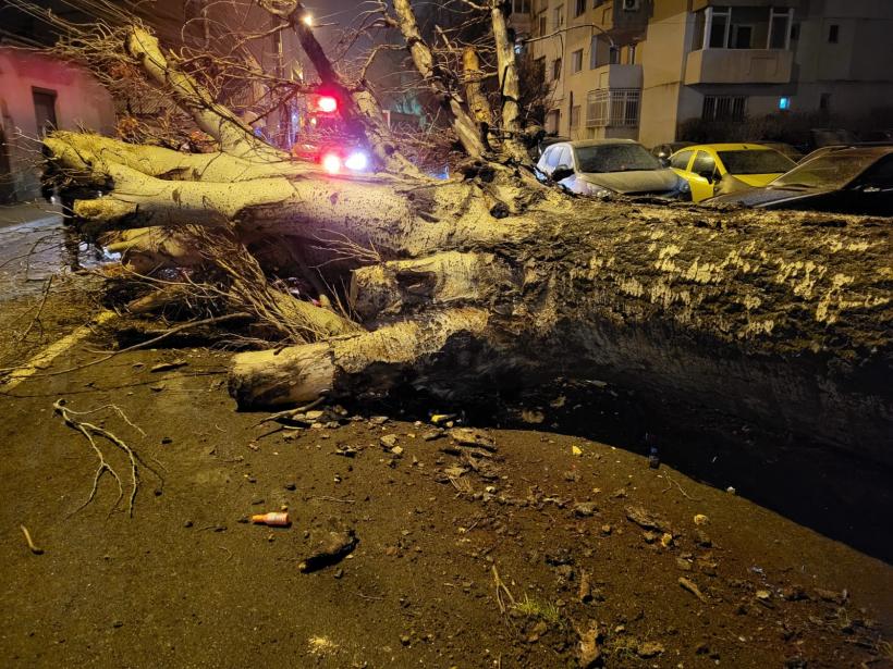 Un copac uriaș a căzut pe una dintre cele mai circulate străzi din Constanța 18822794