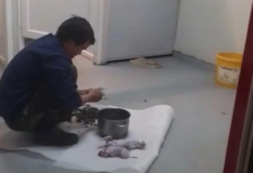 Imagini ȘOCANTE. Un vietnamez din Cluj-Napoca a fost surprins în timp ce jupuia șobolani pentru a-i mânca