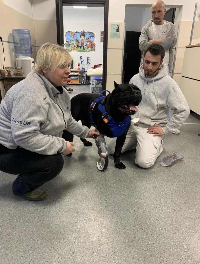 Și-a pierdut lăbuța în război: Incredibila poveste a câinelui militar Vas'ka 18823756