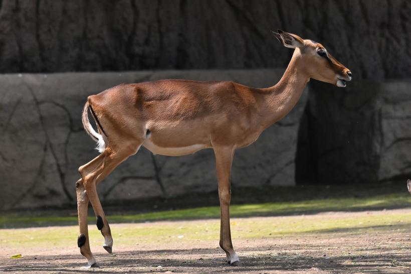 Lupul paznic la capre, în ZOO