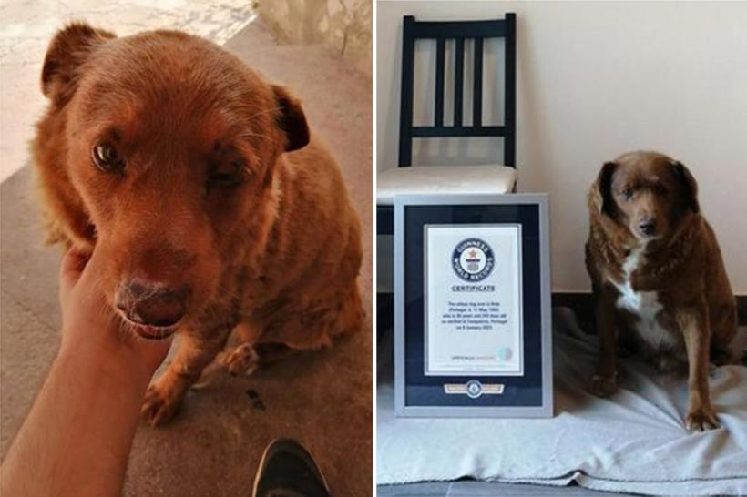 Guinness World Record: Bobi este cel mai bătrân câine din toate timpurile