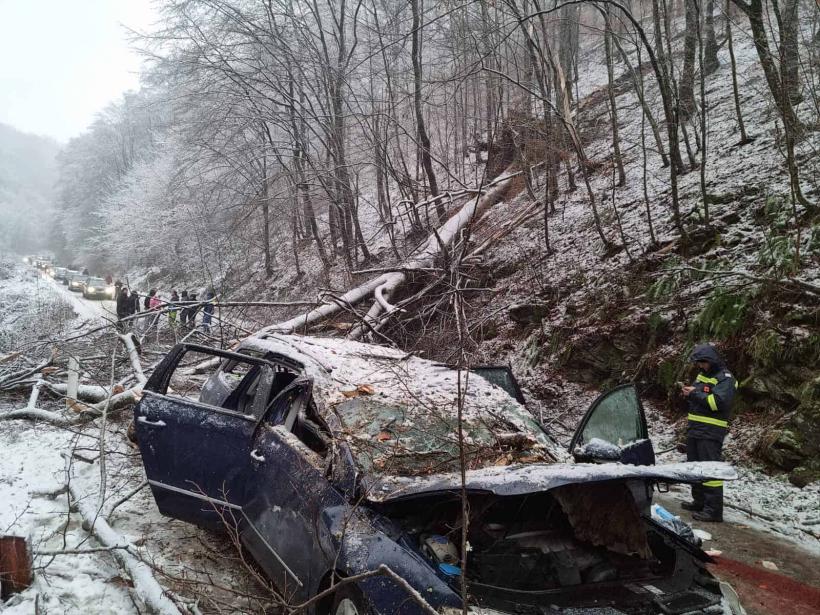 Accident teribil pe o șosea din Caraș-Severin. Un copac a căzut peste o mașină aflată în trafic. Un băiat de 14 ani a murit