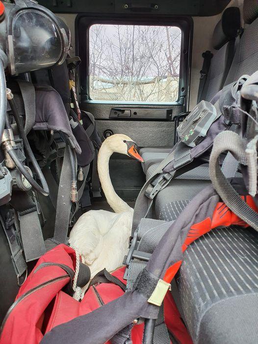Misiune inedită: Pompierii constănțeni au salvat o lebădă înghețată de frig