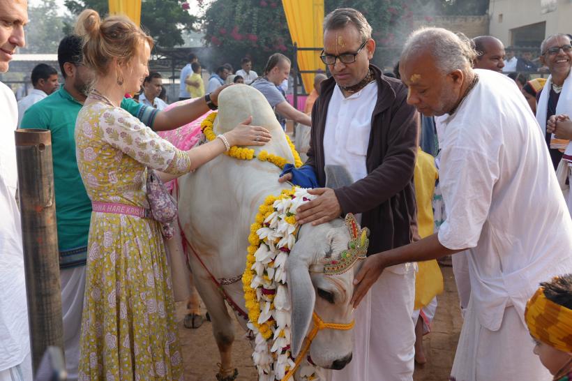 India îi îndeamnă pe cetățeni să &quot;îmbrățișeze o vacă&quot; de Ziua Îndrăgostiților