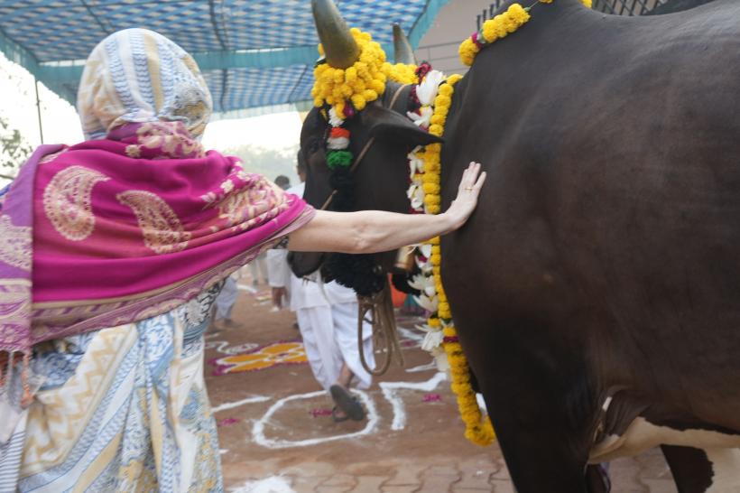 India îi îndeamnă pe cetățeni să "îmbrățișeze o vacă" de Ziua Îndrăgostiților 18824938