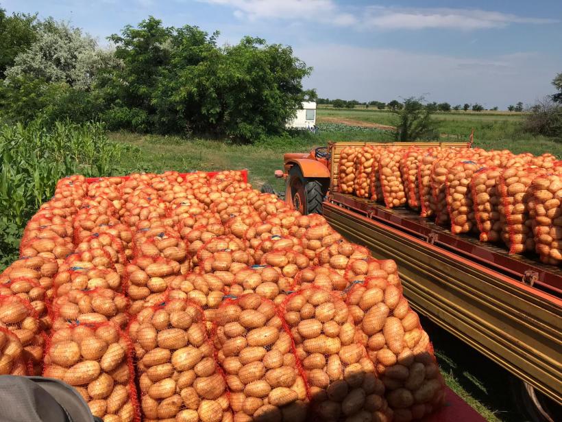 România exportă cartofi şi îi importă congelaţi