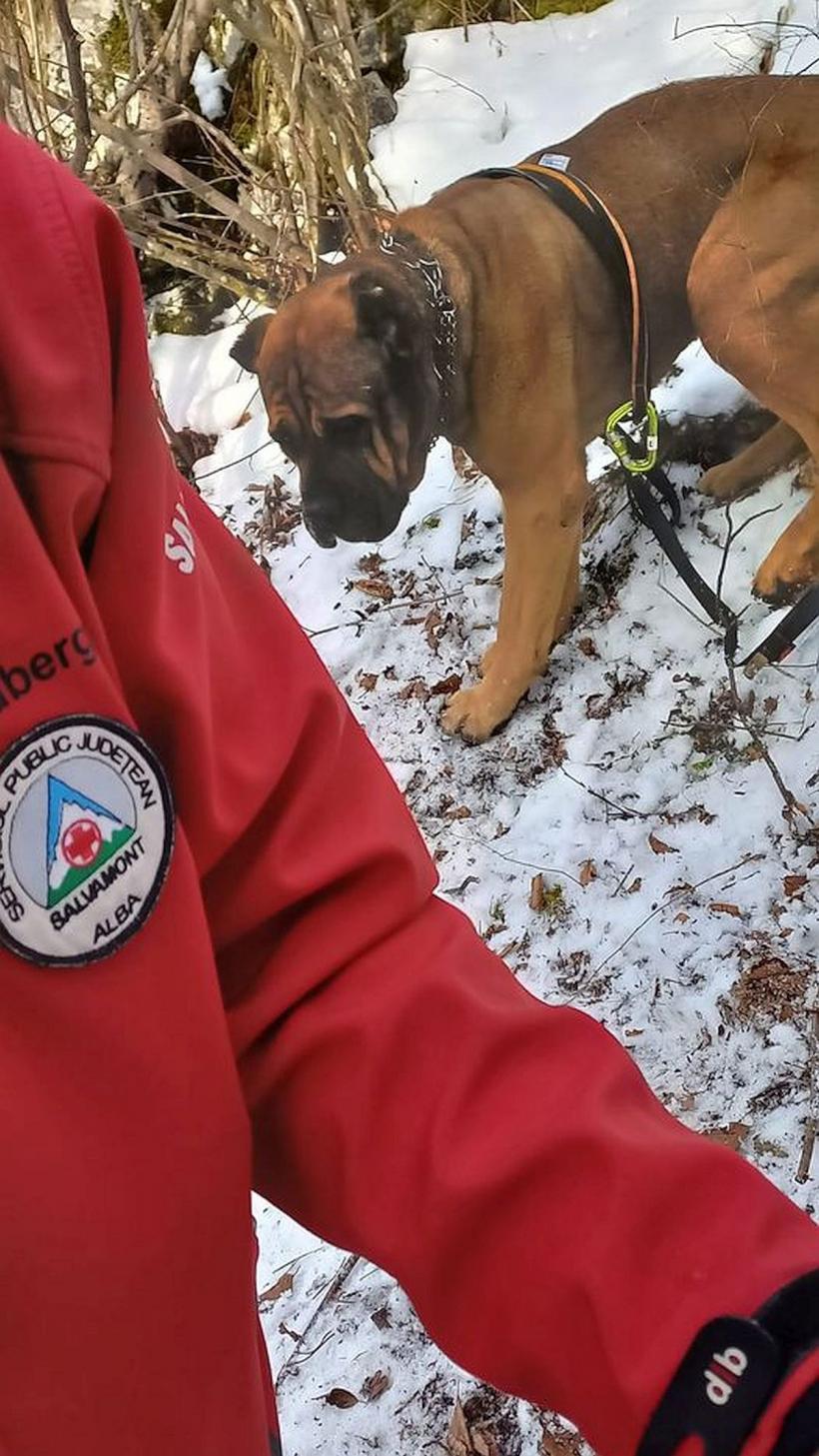 Salvamontiștii, chemați să salveze un câine Cane Corso speriat, agitat și agresiv