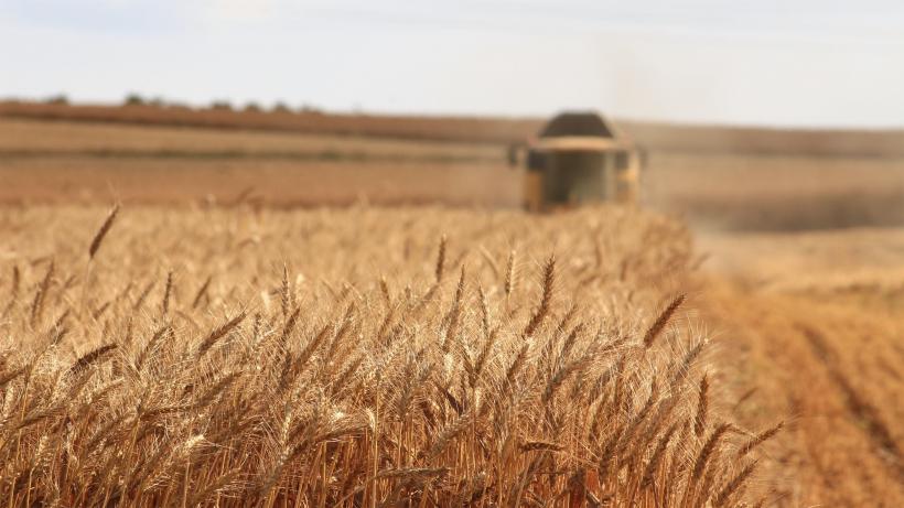 Prețurile cerealelor sub presiune. Cotația grâului crește din cauza incertitudinilor legate de războiul din Ucraina