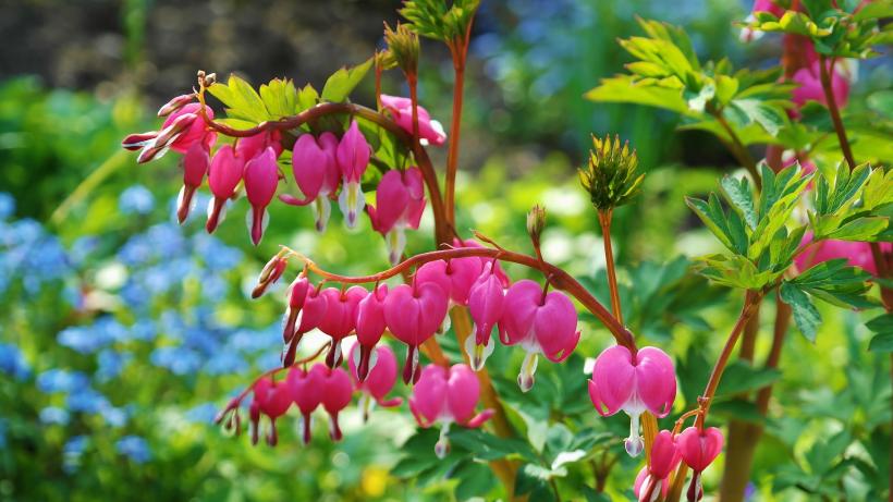 7 flori de primăvară perfecte pentru o grădină plină de culoare
