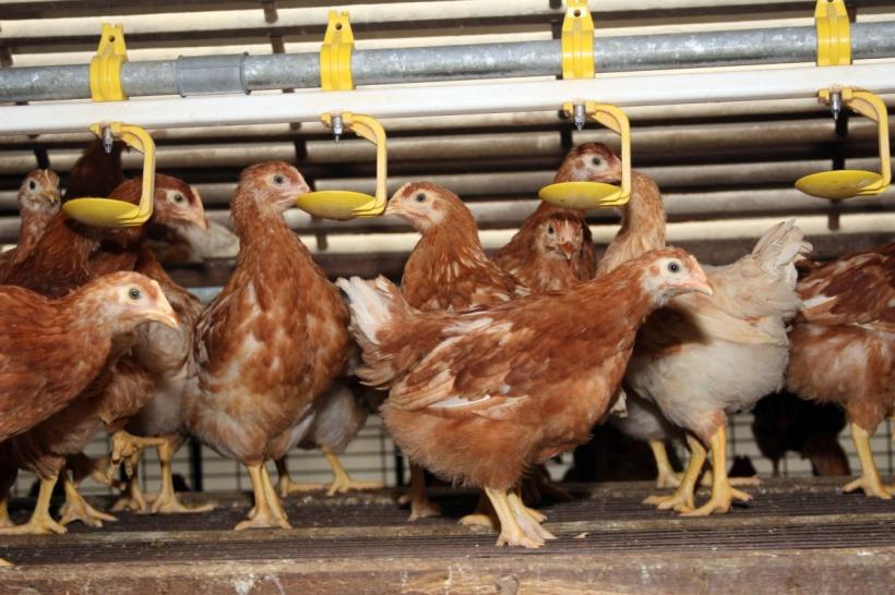 Gripa aviară se extinde. Boala devine un risc serios pe tot parcursul anului