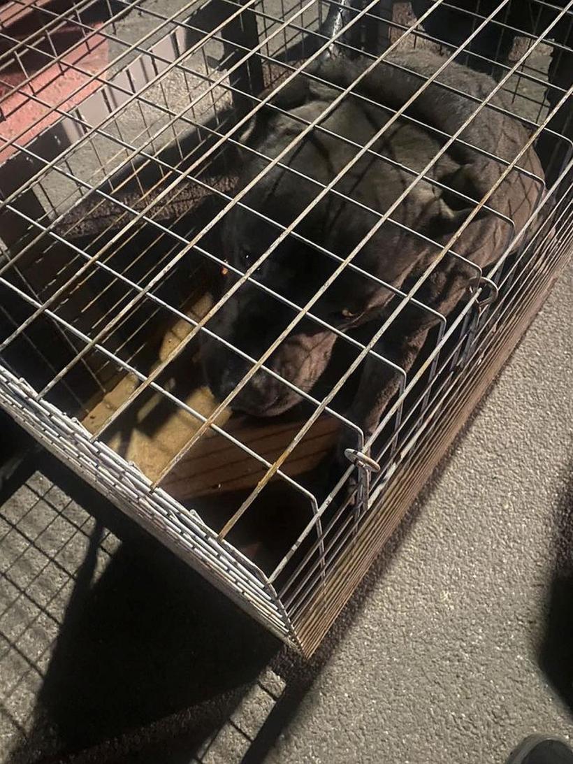 Doi câini de luptă au atacat o femeie care se plimba în zona Lacul Morii 18826118