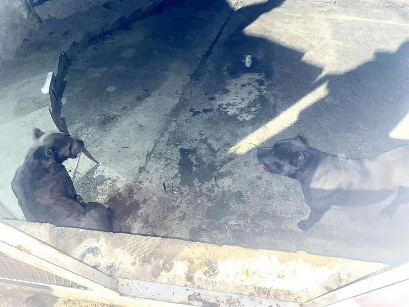 Doi câini de luptă au atacat o femeie care se plimba în zona Lacul Morii