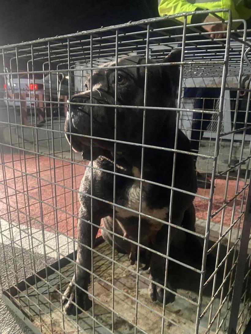 Doi câini de luptă au atacat o femeie care se plimba în zona Lacul Morii 18826123