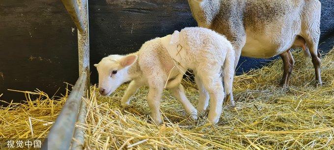 Un miel cu 6 picioare s-a născut într-o fermă din Germania