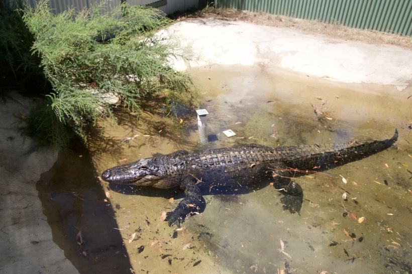 New York, un loc periculos: Aligator, capturat într-un parc din Brooklyn