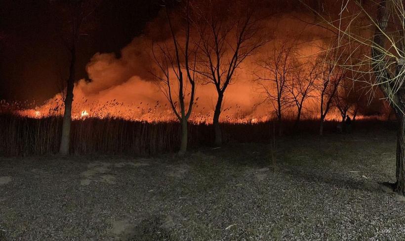 VIDEO Incendiu de vegetație în Delta Dunării 18826694