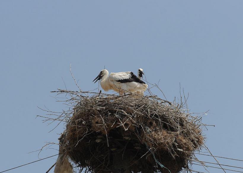 Ucraina sapă, România  mută  cuiburi  de barză! 18826814