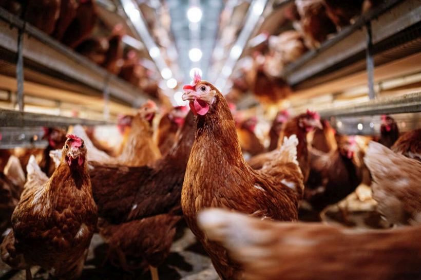 Primul caz din ultimul deceniu de transmitere a gripei aviare la om. Un copil a murit!
