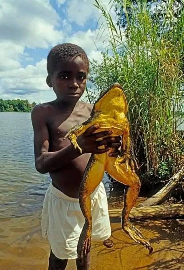 Misiune de salvare a celei mai mari broaşte de pe pământ 18827381