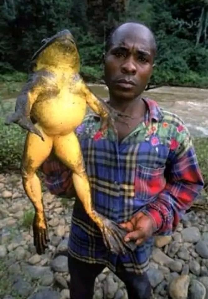 Misiune de salvare a celei mai mari broaşte de pe pământ 18827382