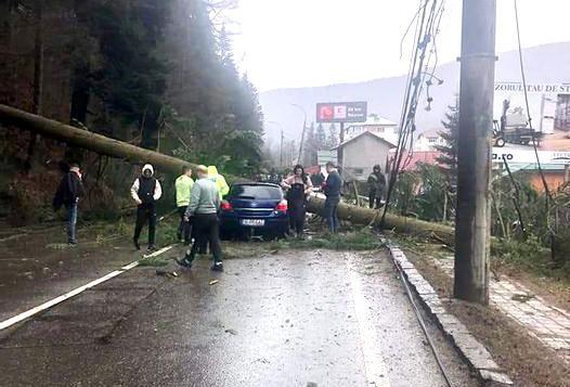 Incident grav la ieșire din Azuga: un copac a căzut peste o mașină! Traficul este blocat