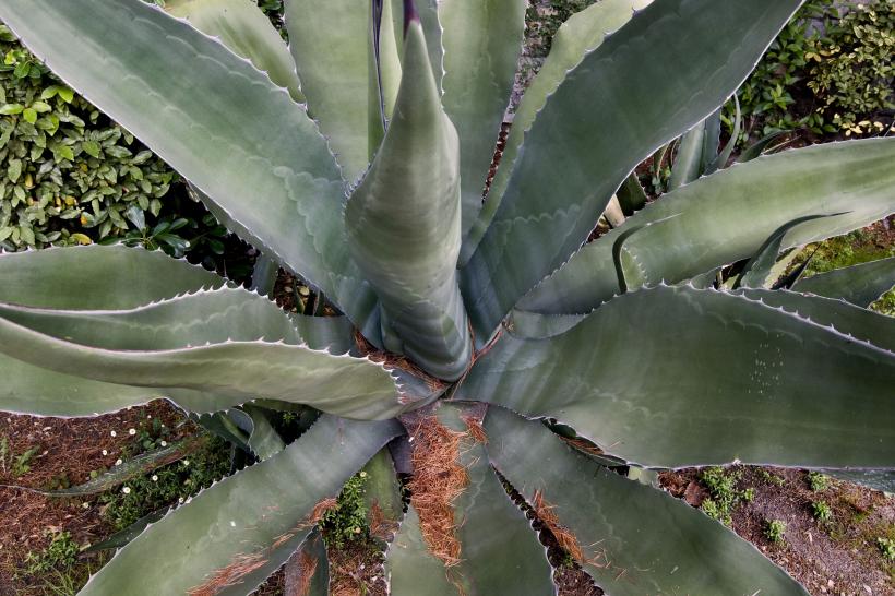 Criza agavelor: Comerțul cu tequila este în plină ascensiune în Europa 18827274