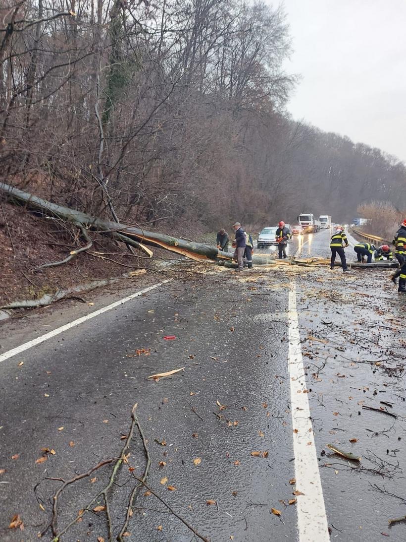 Un copac a căzut peste o mașină aflată în mers, în Sighișoara 18827429