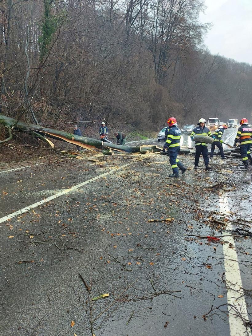Un copac a căzut peste o mașină aflată în mers, în Sighișoara 18827430