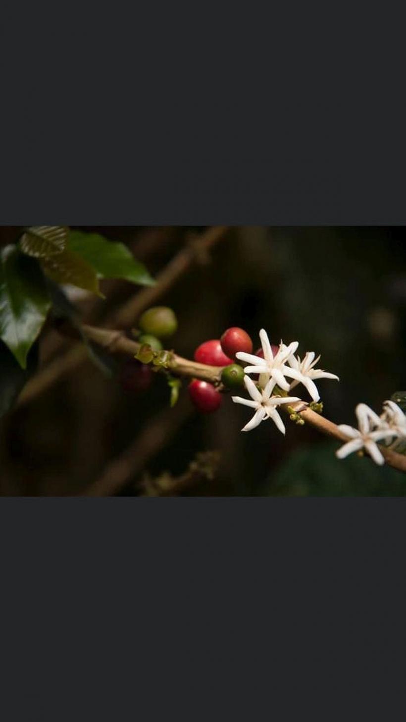 Există cafea de înaltă calitate în România? Da! 18828050