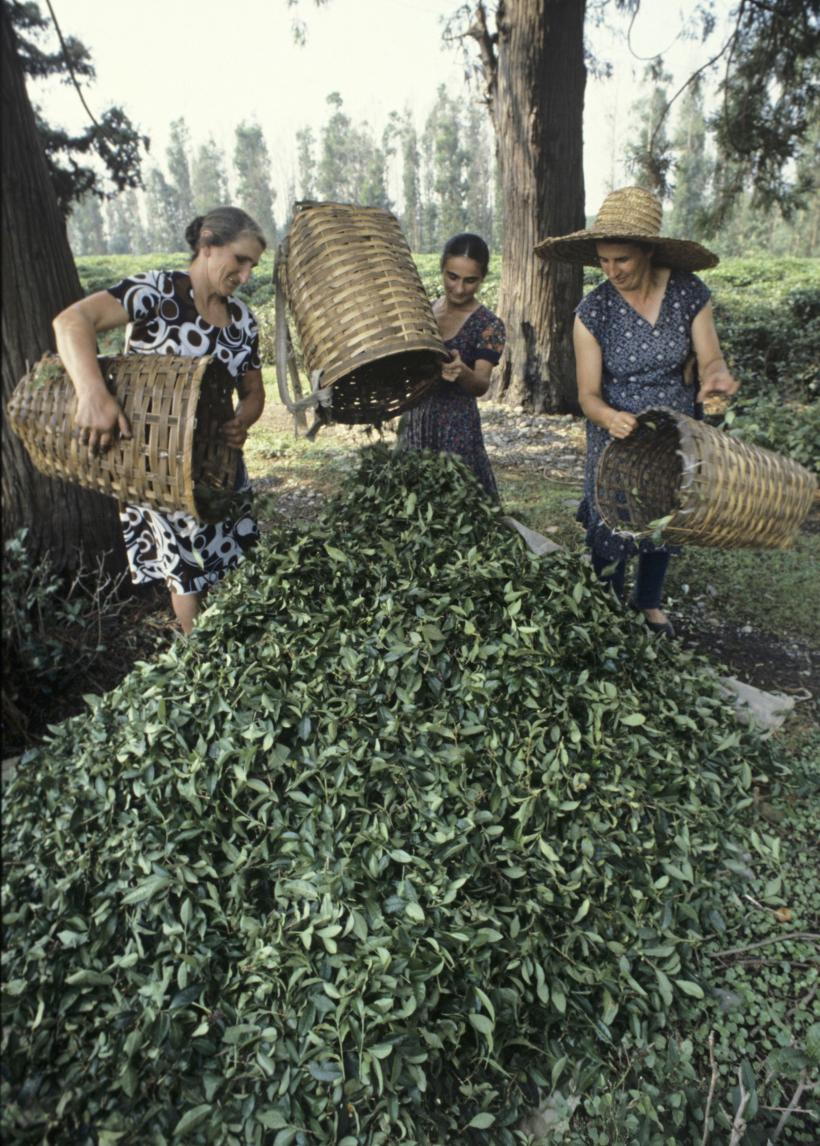 Ceai negru versus ceai verde. Asemănări și diferențe 18828213