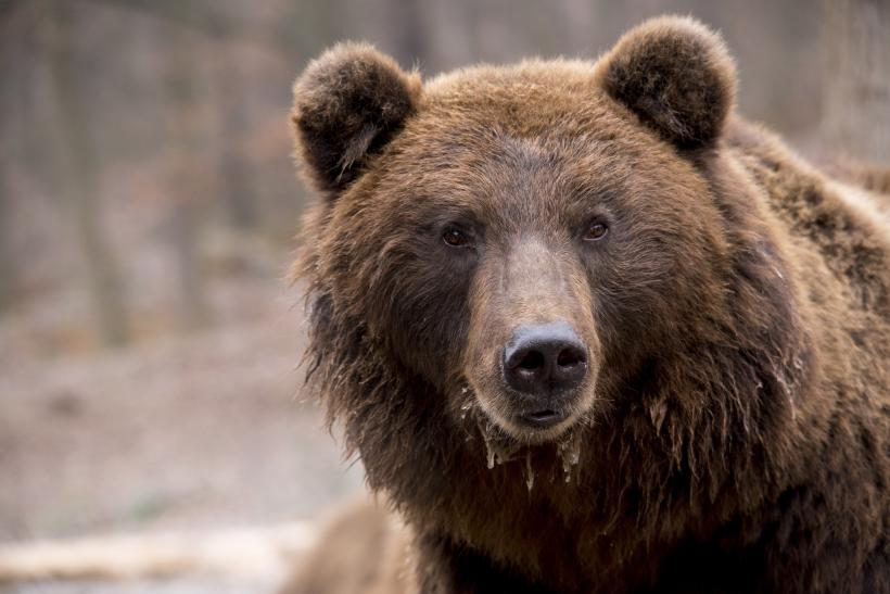 Mesaj Ro-Alert. Doi urși au fost văzuți pe o pârtie din Harghita