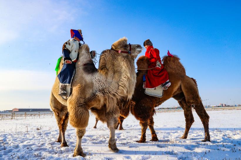 Eveniment inedit în Mongolia. &quot;Festivalul celor o mie de cămile&quot; vrea să impulsioneze turismul