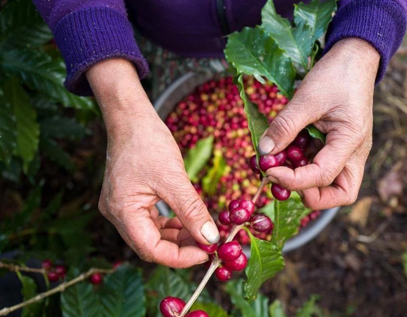 Există cafea de înaltă calitate în România? Da! (2) 18829057