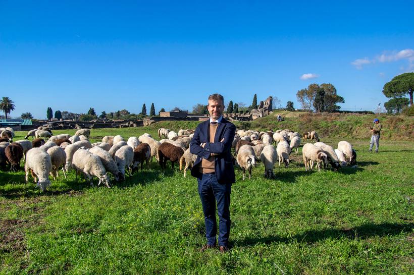 Incredibil: O turmă de oi a fost dusă la Pompei pentru a ajuta la conservarea ruinelor antice