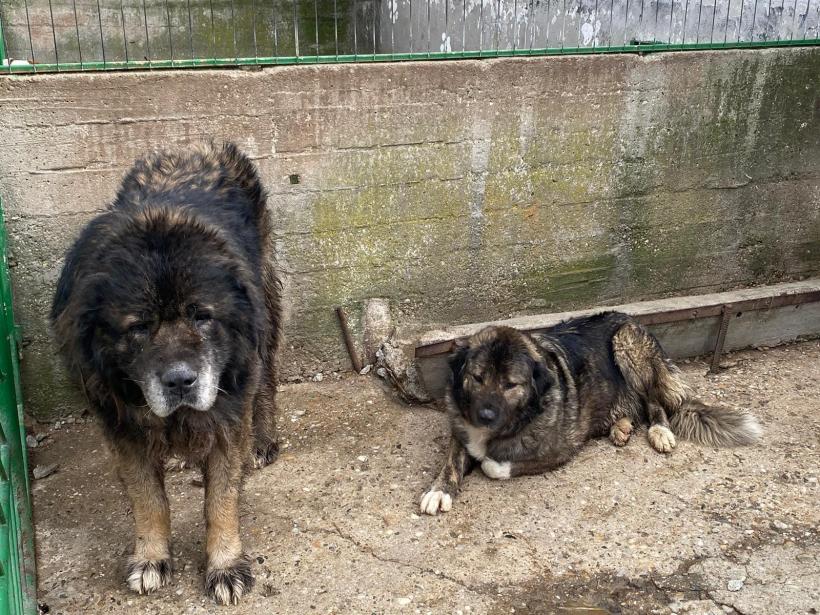 Doi ciobănești caucazieni, capturați lângă bulevardul Iuliu Maniu din Sectorul 6 18829541