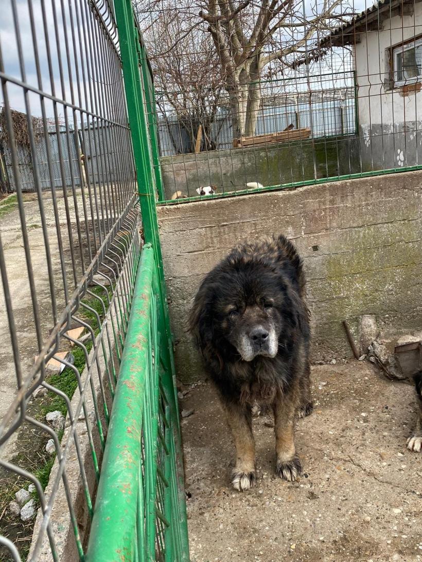 Doi ciobănești caucazieni, capturați lângă bulevardul Iuliu Maniu din Sectorul 6 18829542